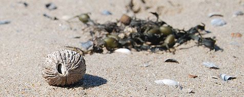 Deze zwarte walnoot heeft er een hele reis opzitten (foto: Ecomare)