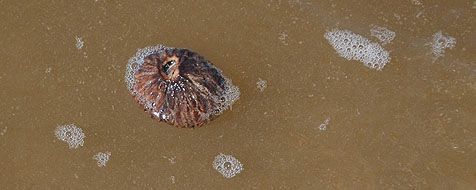 Check of je met een drijfzaad te maken heb door hem in het water te leggen (foto: Ecomare)