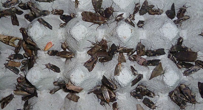 Naar schatting 2300 Zwarte-c-uilen op 23 augustus in een handvol vallen (foto: Leo Janssen)