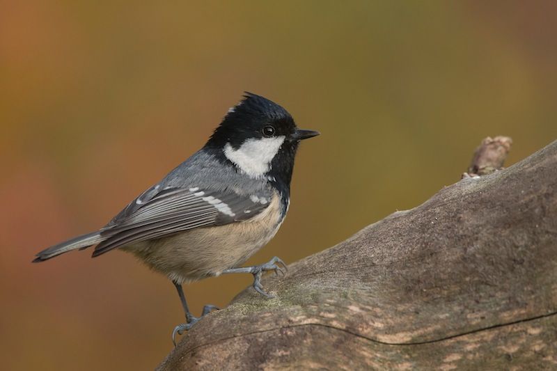 Zelfs Zwarte Mezen verschijnen nu vaker op de voederplaats (Foto: Francis Pattyn)