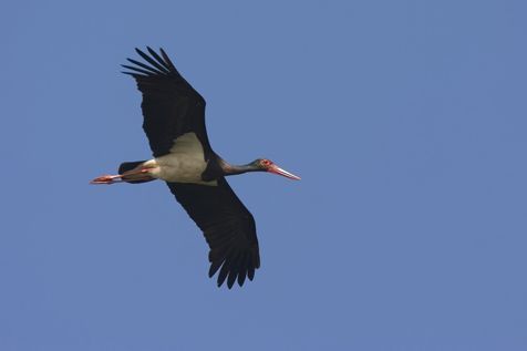 Zwarte ooievaar (foto: Harvey van Diek)