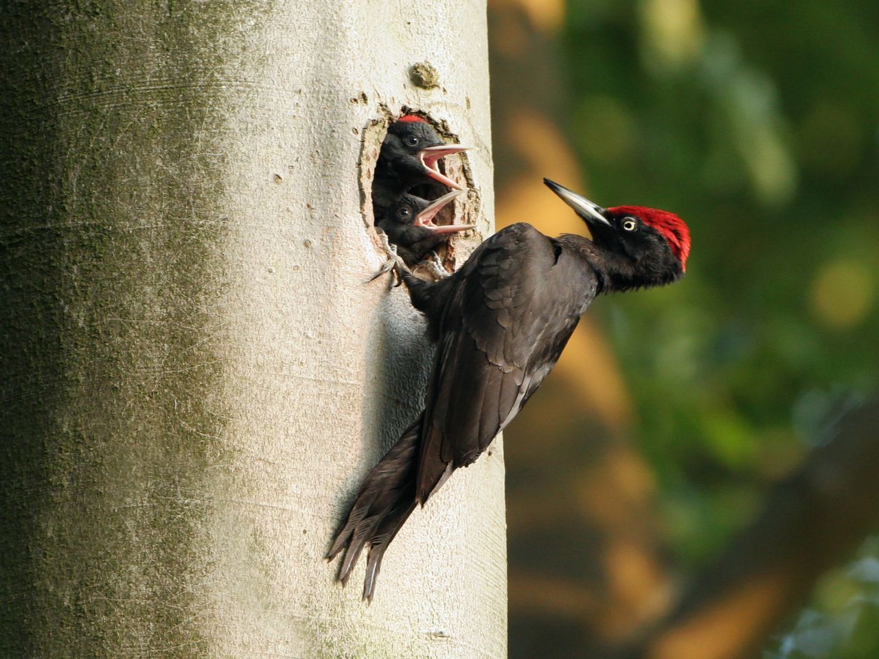 Zwarte specht (foto: Jankees Schwiebbe)