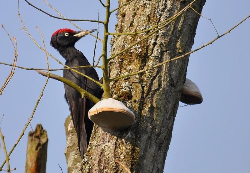 Zwarte specht rukt nog steeds verder op in Vlaanderen (foto: Dieder Plu)