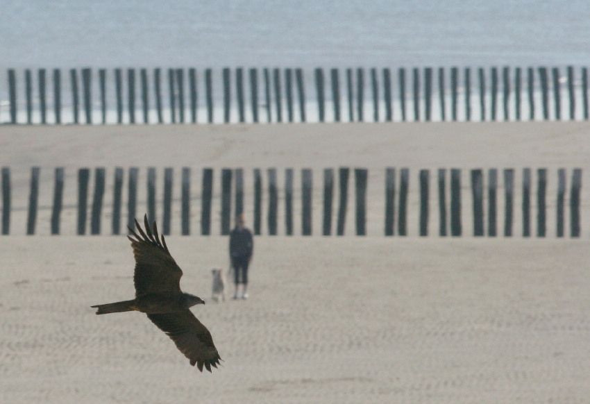 Zwarte wouw bij Breskens (foto: Arjan Boele)