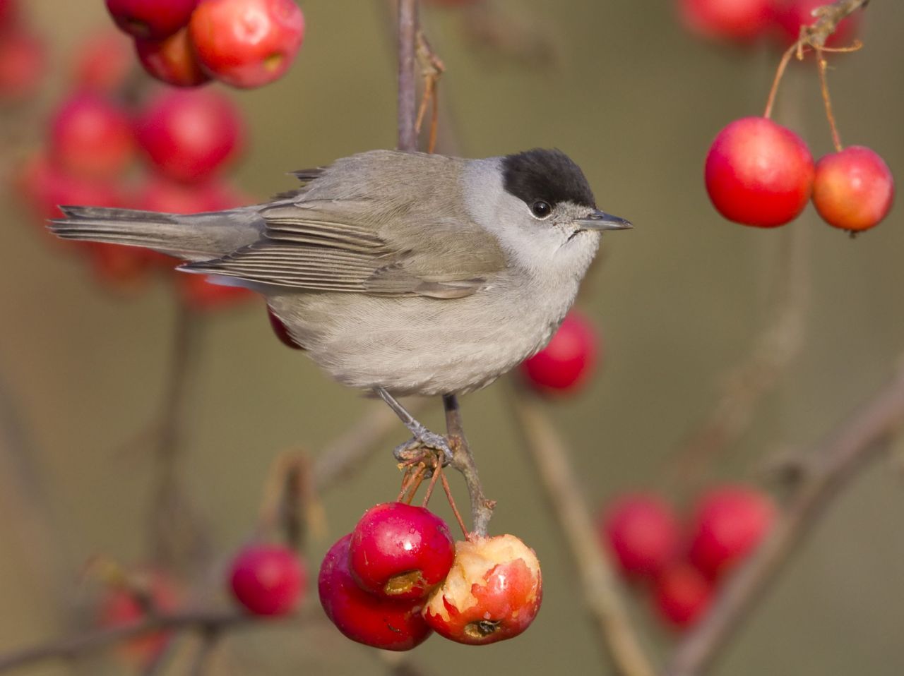 Zwartkopmannetje (foto: Jos van den Berg)