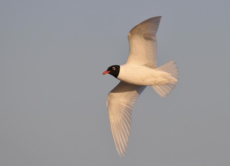 Zwartkopmeeuwen beginnen een broedsel in Vlaanderen en verplaatsen zich voor een tweede broedsel soms (eventueel met een andere partner) honderden kilometers(foto: Dieder Plu)