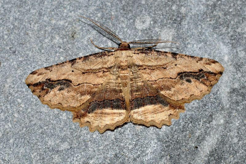 Zwartvlekspikkelspanner (Foto: Roeland Libeer)