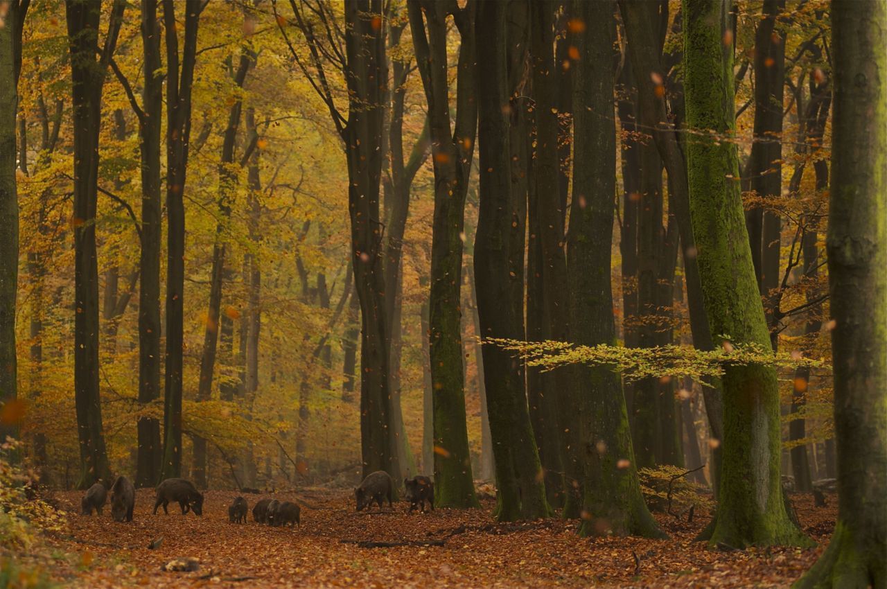 Wilde zwijnen in beukenbos (foto: Jan Huttinga)