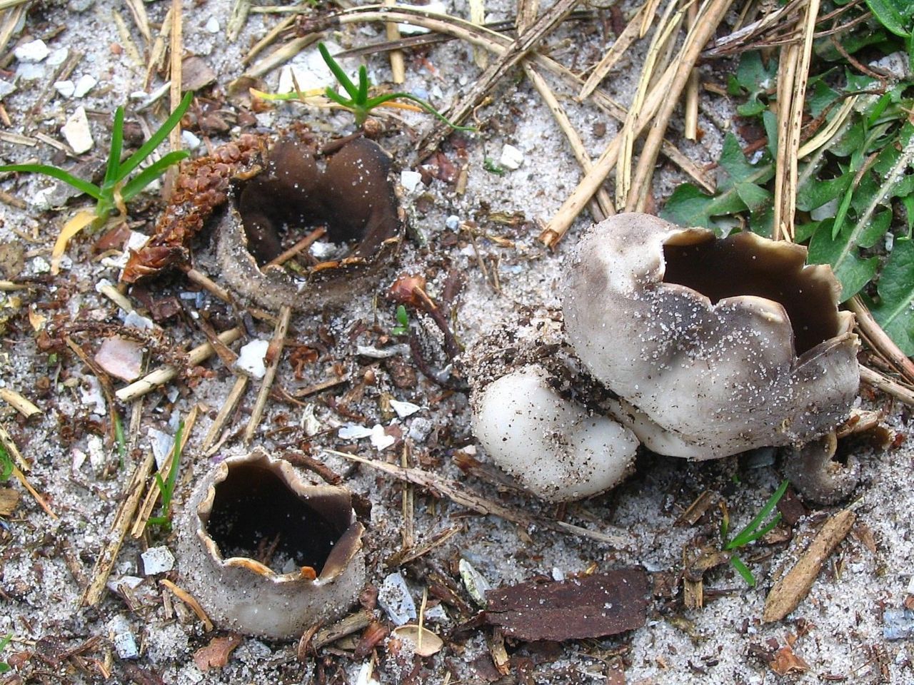 Zwartwitte bokaalkluifzwammen (foto: Martijn Oud)