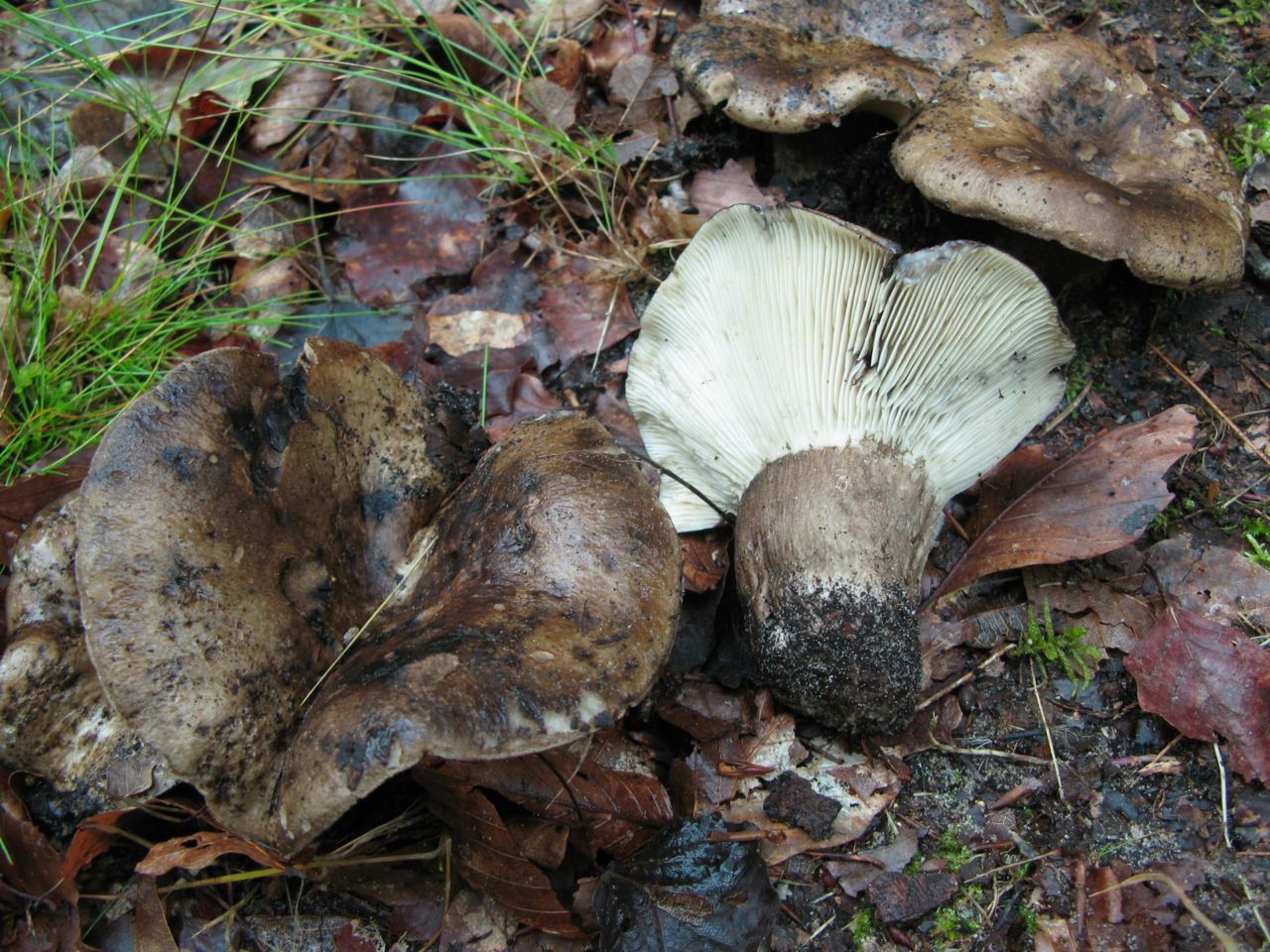 Zwartwitte russula (foto: Martijn Oud)