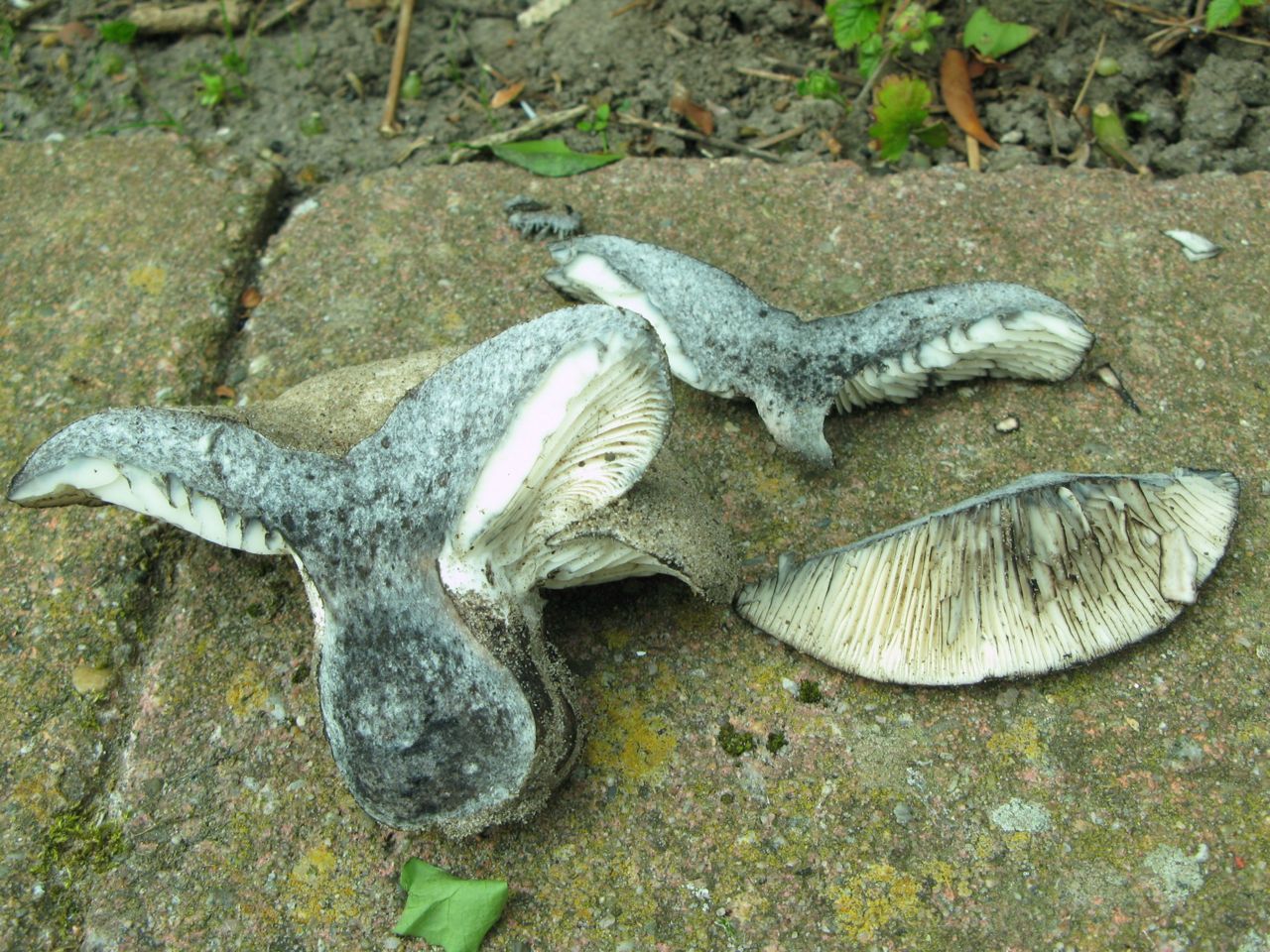 Bleke vorm van de Zwartwitte russula (foto: Martijn Oud)