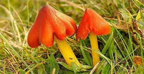 De zwartwordende wasplaat groeit in de duinen (foto: Foto Fitis, Sytske Dijksen)