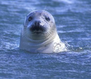 Onderzoekers vermoeden dat zeehonden doelgericht windmolenparken opzoeken om te eten (Foto: Rollin Verlinde)