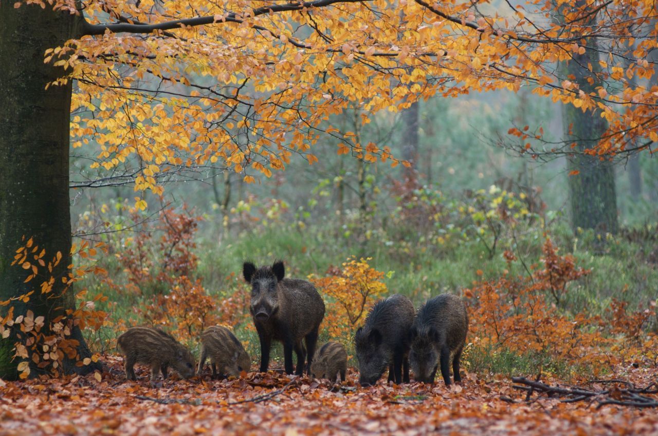 Wild zwijn met jongen (foto: Jan Huttinga)