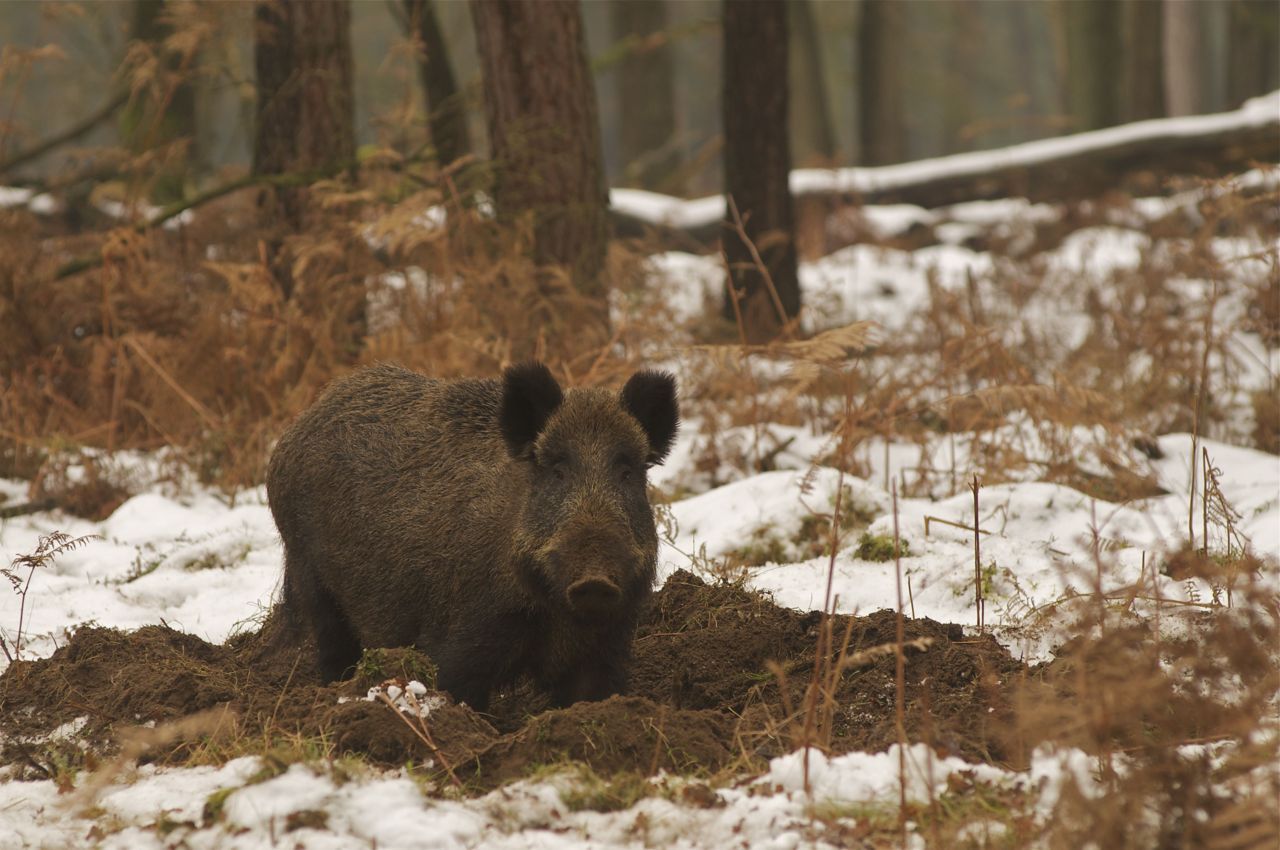 Wild zwijn zoekt voedsel in de sneeuw (foto: Jan Huttinga)